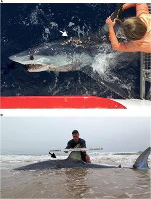 New Insights Into the Seasonal Movement Patterns of Shortfin Mako Sharks in the Gulf of Mexico